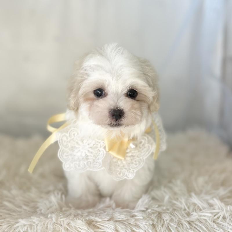 販売中の愛知県のマルチーズ-438188の4枚目