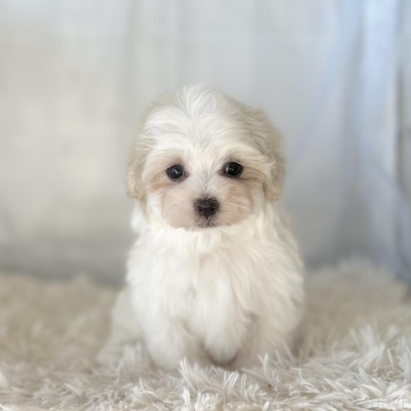 販売中の愛知県のマルチーズ-438188の3枚目