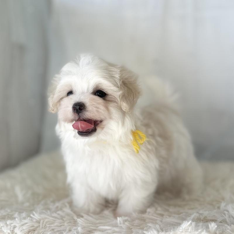 販売中の愛知県のマルチーズ-438188の2枚目