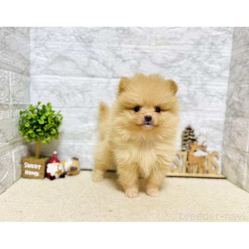 販売中の岐阜県のポメラニアン-434706の9枚目