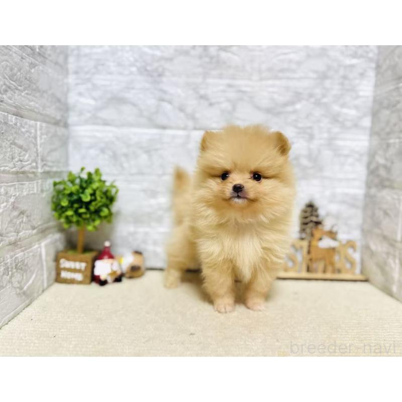 販売中の岐阜県のポメラニアン-434706の8枚目