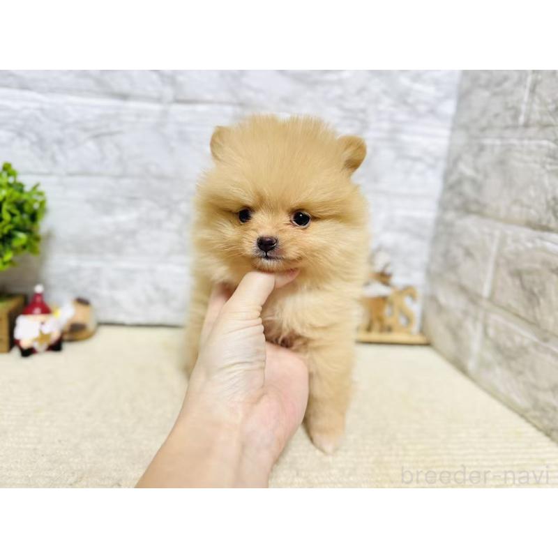 販売中の岐阜県のポメラニアン-434706の7枚目