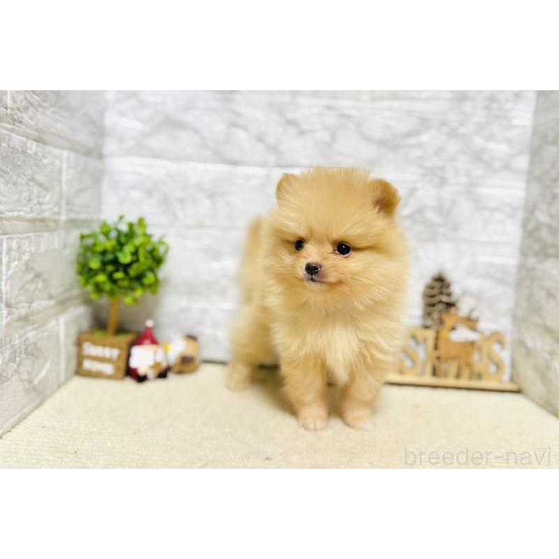 販売中の岐阜県のポメラニアン-434706の6枚目