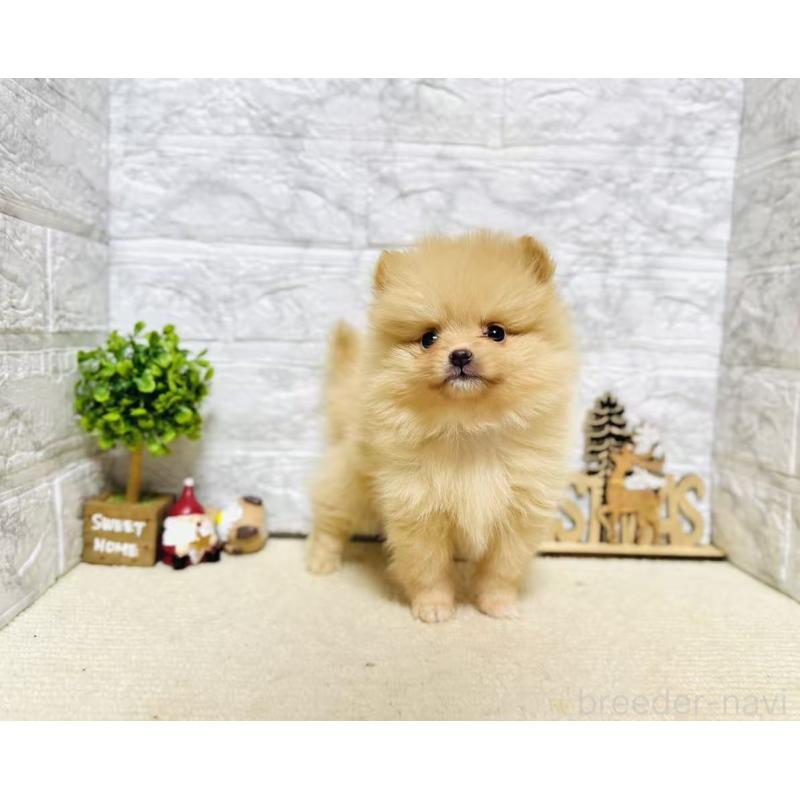 販売中の岐阜県のポメラニアン-434706の5枚目