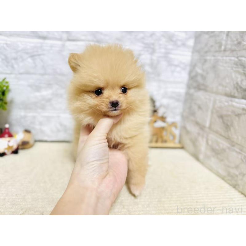 販売中の岐阜県のポメラニアン-434706の4枚目