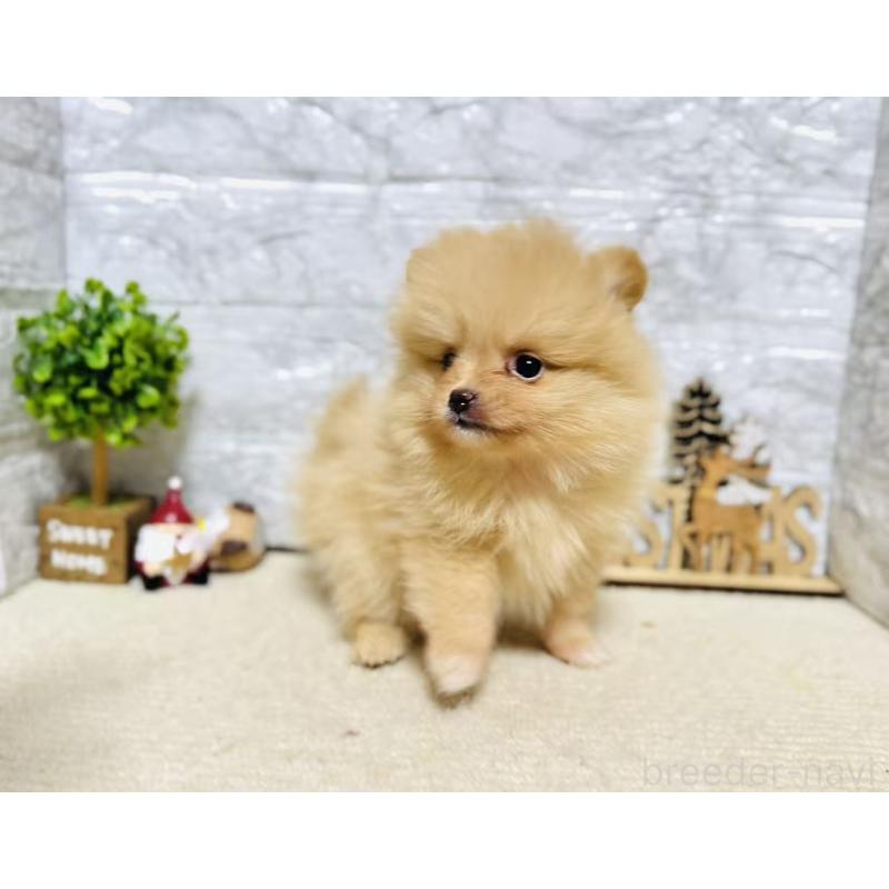 販売中の岐阜県のポメラニアン-434706の3枚目