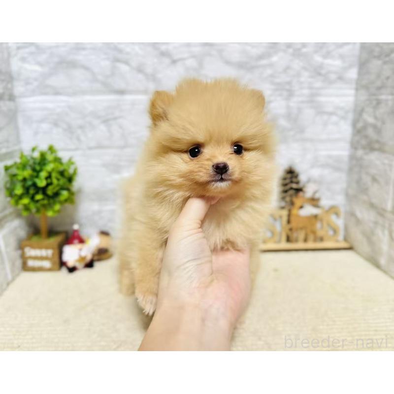 販売中の岐阜県のポメラニアン-434706の2枚目