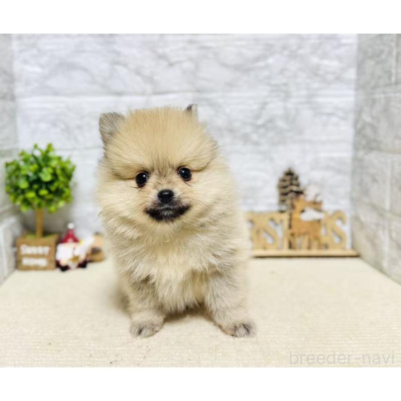 販売中の岐阜県のポメラニアン-434713の9枚目