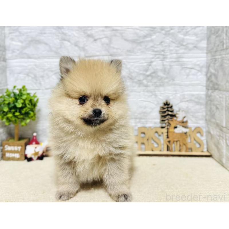 販売中の岐阜県のポメラニアン-434713の8枚目