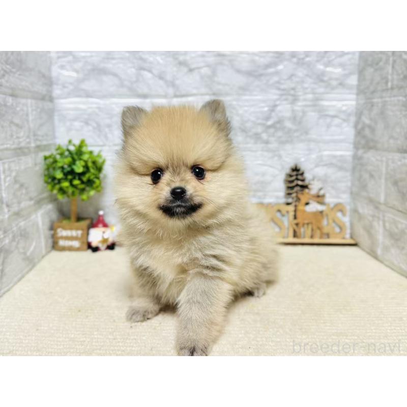 販売中の岐阜県のポメラニアン-434713の4枚目