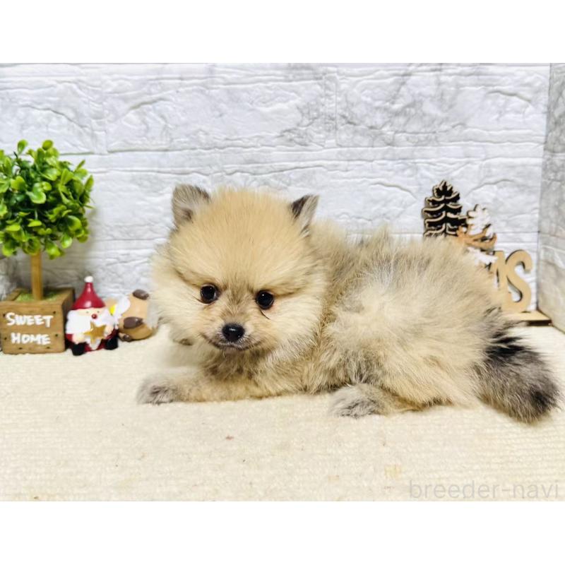 販売中の岐阜県のポメラニアン-434713の3枚目