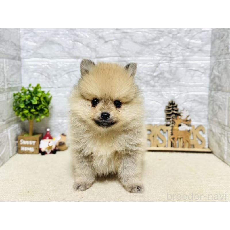 販売中の岐阜県のポメラニアン-434713の2枚目