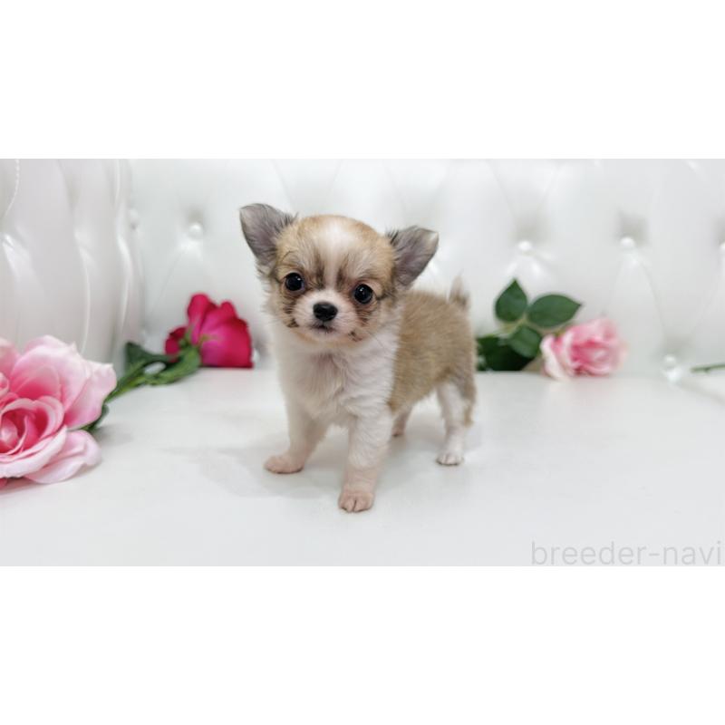 販売中の埼玉県のチワワ(ロングコート)-433842