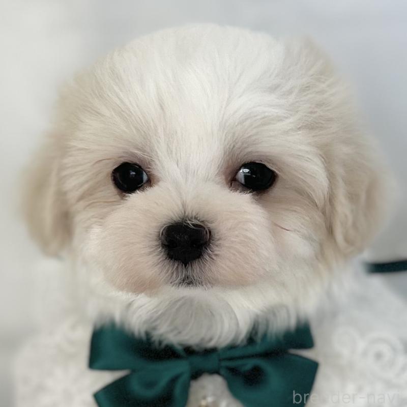 販売中の愛知県のマルチーズ-438189の1枚目