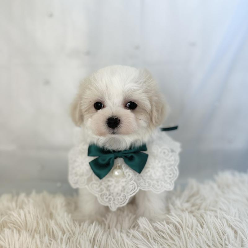 販売中の愛知県のマルチーズ-438189の6枚目