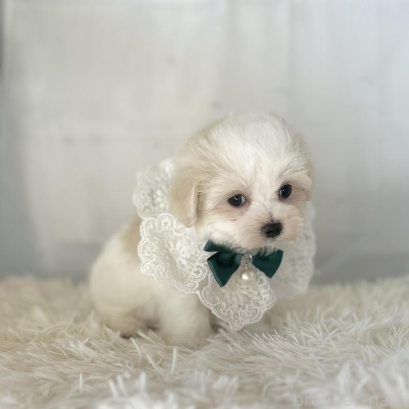 販売中の愛知県のマルチーズ-438189の4枚目