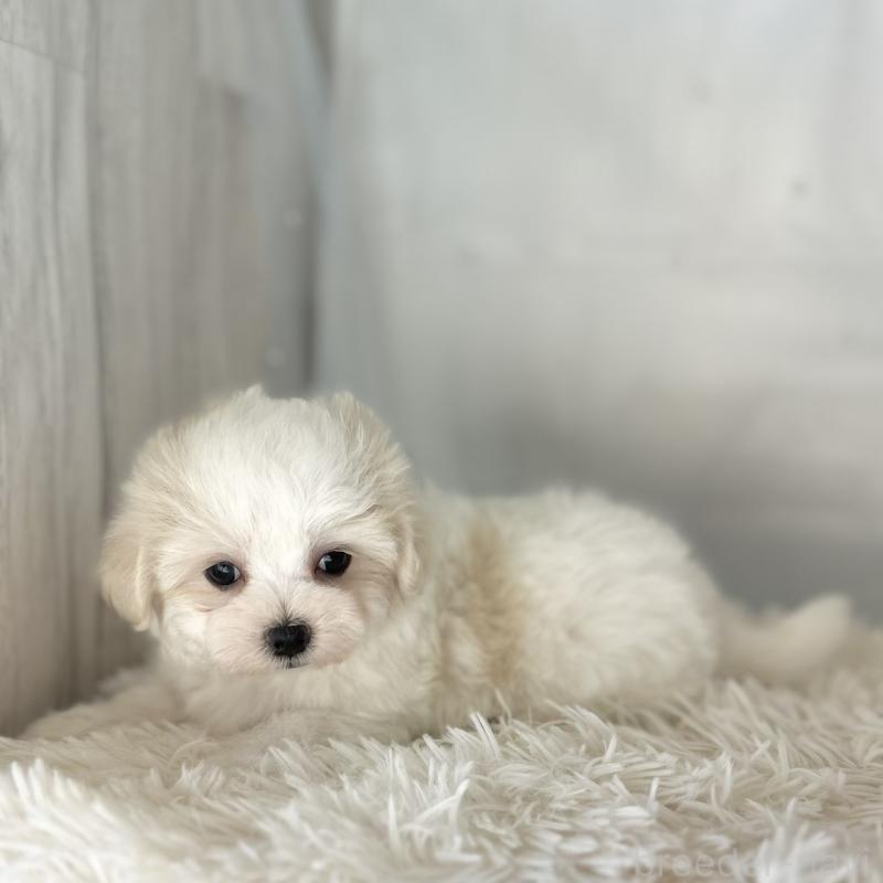 販売中の愛知県のマルチーズ-438189の2枚目