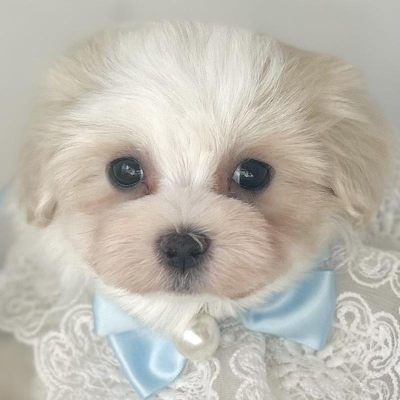 販売中の愛知県のマルチーズ-438190