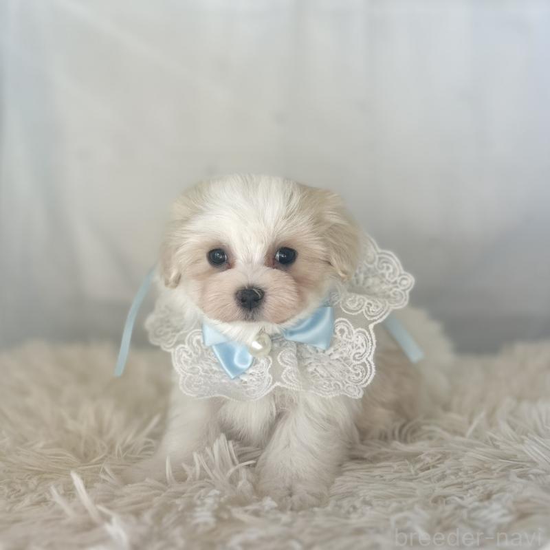 販売中の愛知県のマルチーズ-438190の6枚目