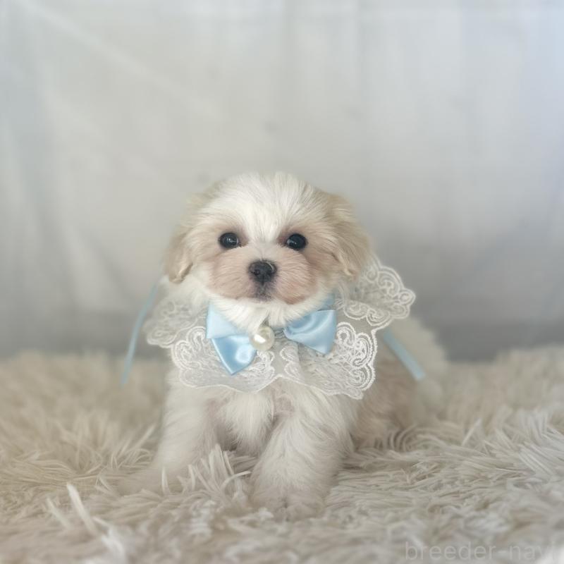 販売中の愛知県のマルチーズ-438190の4枚目