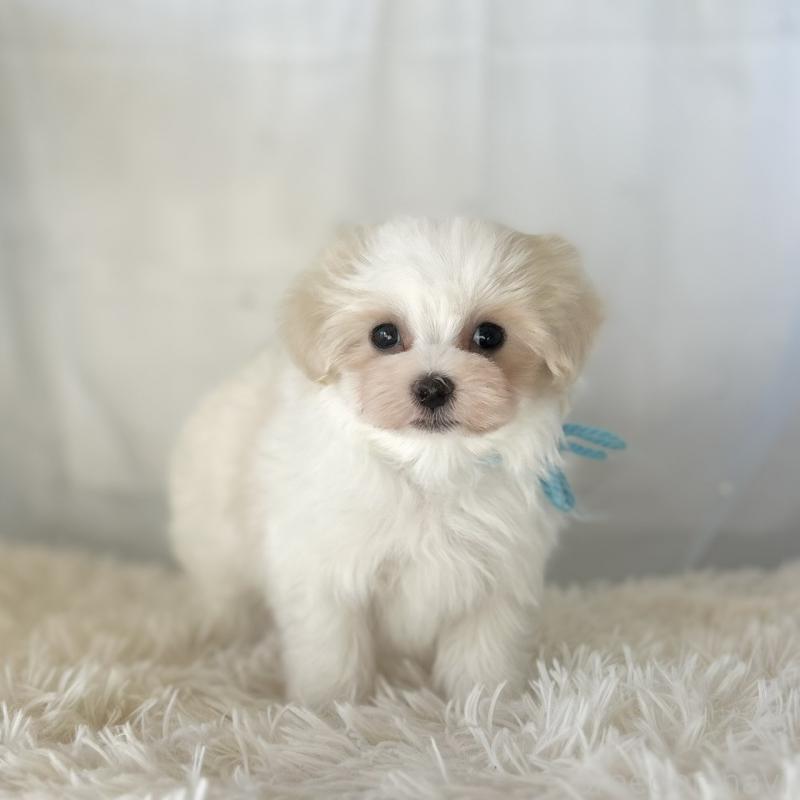 販売中の愛知県のマルチーズ-438190の3枚目