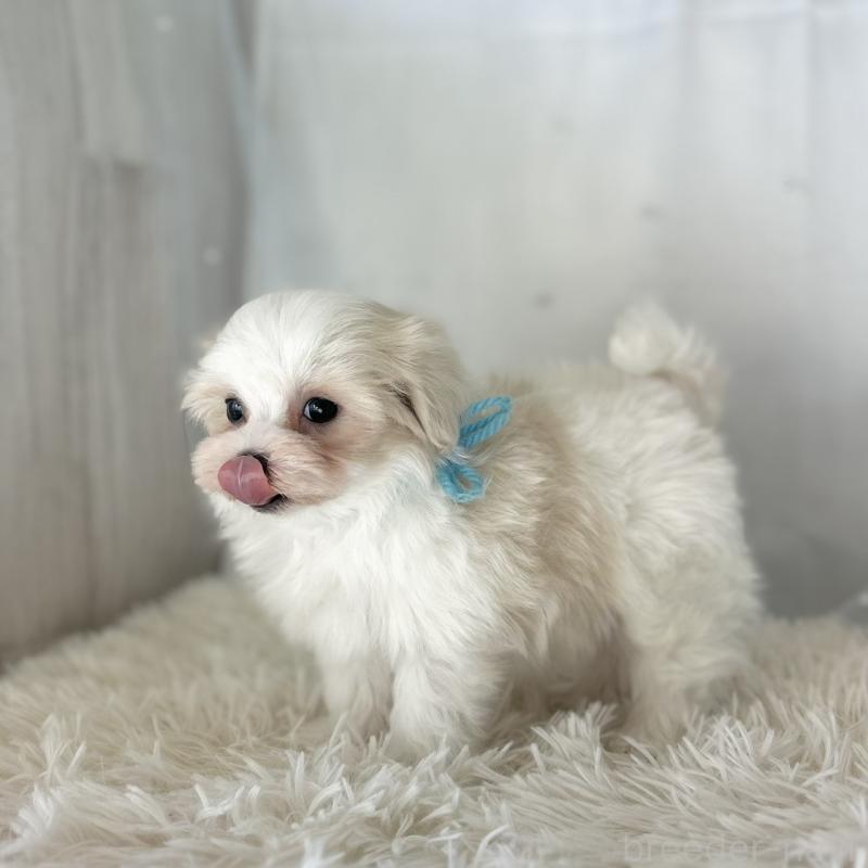 販売中の愛知県のマルチーズ-438190の2枚目