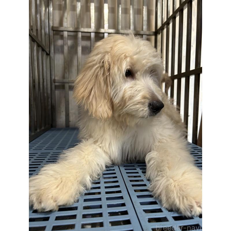 成約済の岐阜県のゴールデンドゥードル:ゴールデンレトリーバー×プードル-423037の7枚目