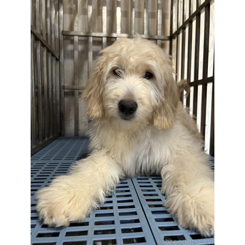 成約済の岐阜県のゴールデンドゥードル:ゴールデンレトリーバー×プードル-423037の1枚目