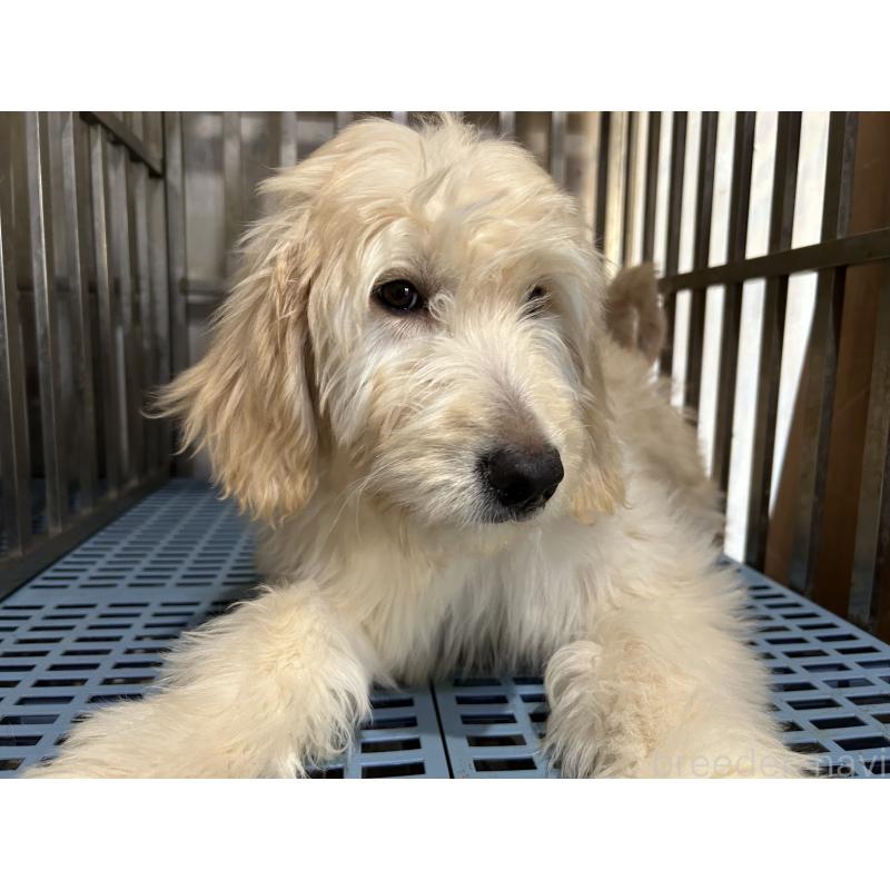 成約済の岐阜県のゴールデンドゥードル:ゴールデンレトリーバー×プードル-423037の6枚目