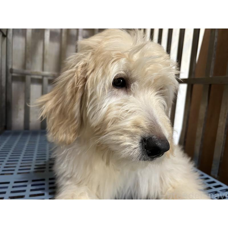 成約済の岐阜県のゴールデンドゥードル:ゴールデンレトリーバー×プードル-423037の5枚目