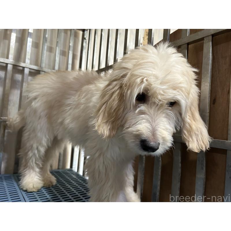 成約済の岐阜県のゴールデンドゥードル:ゴールデンレトリーバー×プードル-423037の4枚目