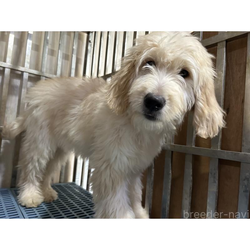 成約済の岐阜県のゴールデンドゥードル:ゴールデンレトリーバー×プードル-423037の3枚目