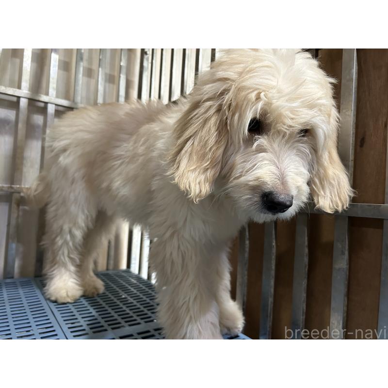 成約済の岐阜県のゴールデンドゥードル:ゴールデンレトリーバー×プードル-423037の2枚目