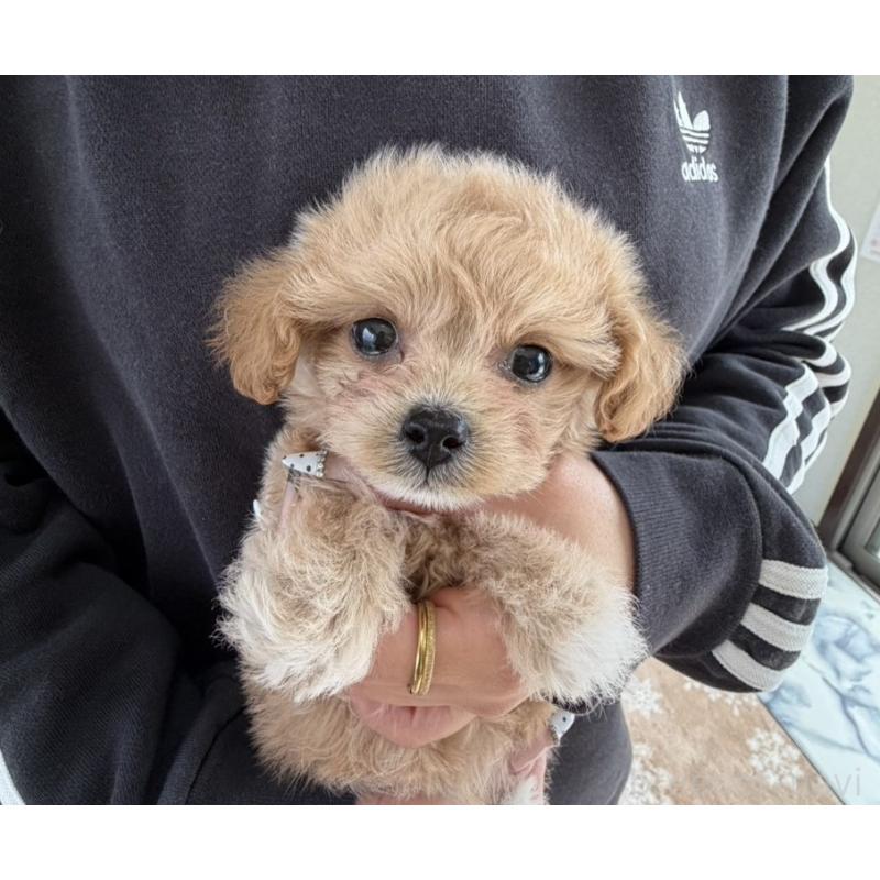 販売中の長崎県のチワプー:チワワ×トイプードル-438191の6枚目