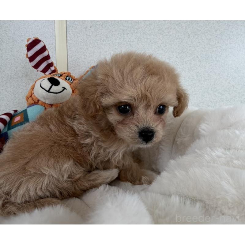 販売中の長崎県のチワプー:チワワ×トイプードル-438191の5枚目