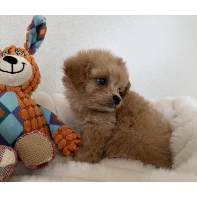 販売中の長崎県のチワプー:チワワ×トイプードル-438191の4枚目