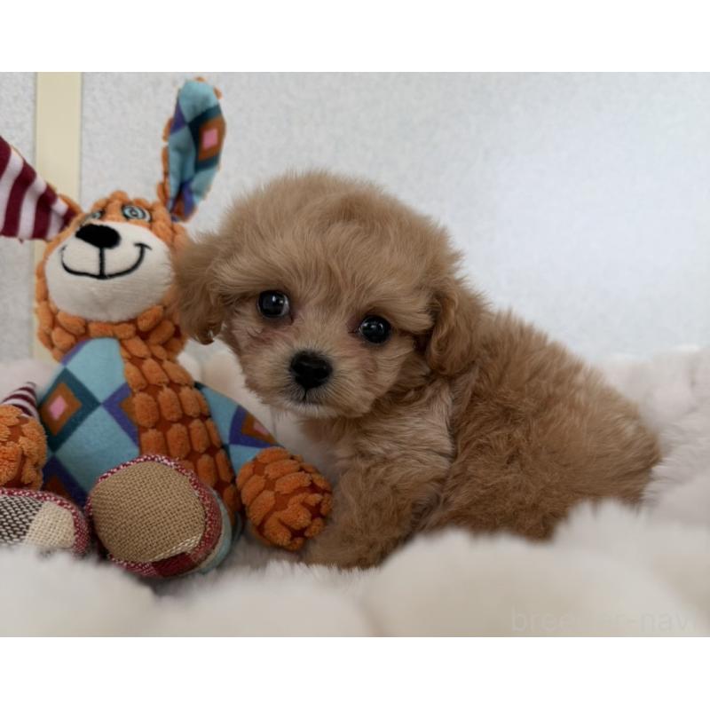 販売中の長崎県のチワプー:チワワ×トイプードル-438191の3枚目