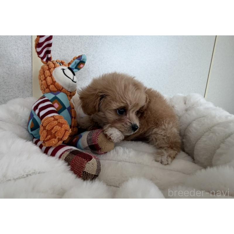 販売中の長崎県のチワプー:チワワ×トイプードル-438191の2枚目