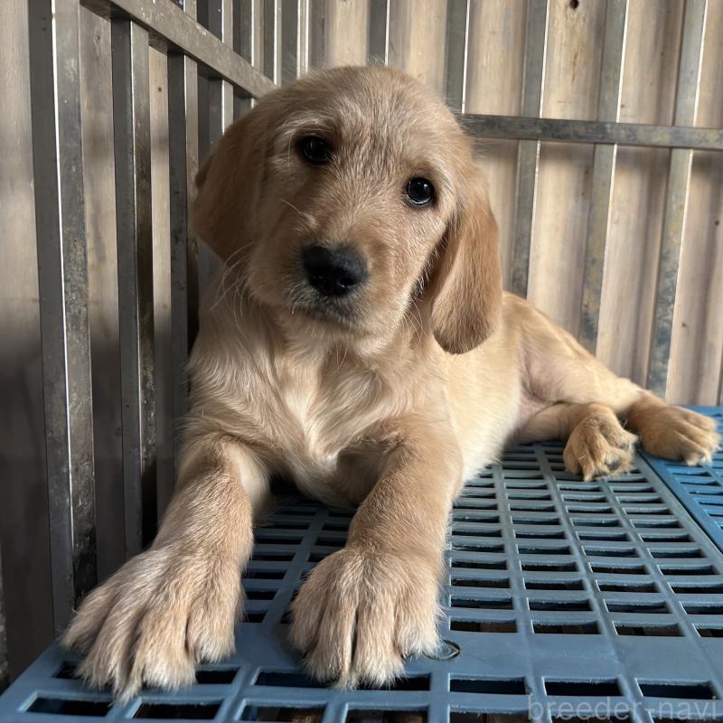販売中の岐阜県のラブラドゥードル:ラブラドールレトリーバー×プードル-438192