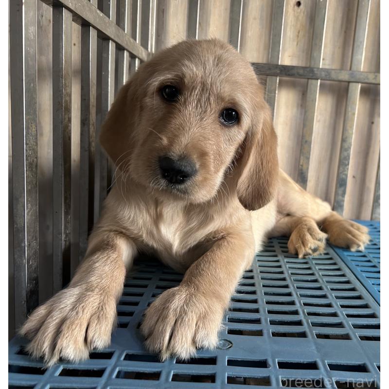 販売中の岐阜県のラブラドゥードル:ラブラドールレトリーバー×プードル-438192の5枚目