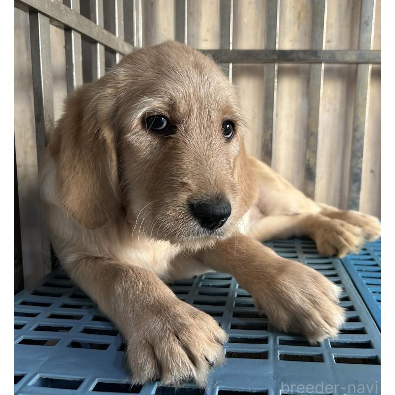 販売中の岐阜県のラブラドゥードル:ラブラドールレトリーバー×プードル-438192の4枚目