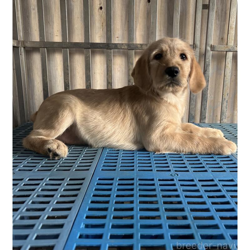 販売中の岐阜県のラブラドゥードル:ラブラドールレトリーバー×プードル-438192の3枚目