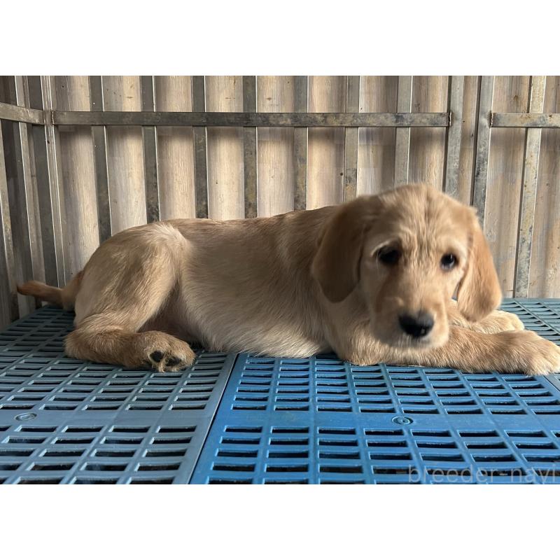 販売中の岐阜県のラブラドゥードル:ラブラドールレトリーバー×プードル-438192の2枚目