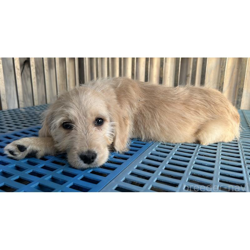 販売中の岐阜県のラブラドゥードル:ラブラドールレトリーバー×プードル-438193の6枚目