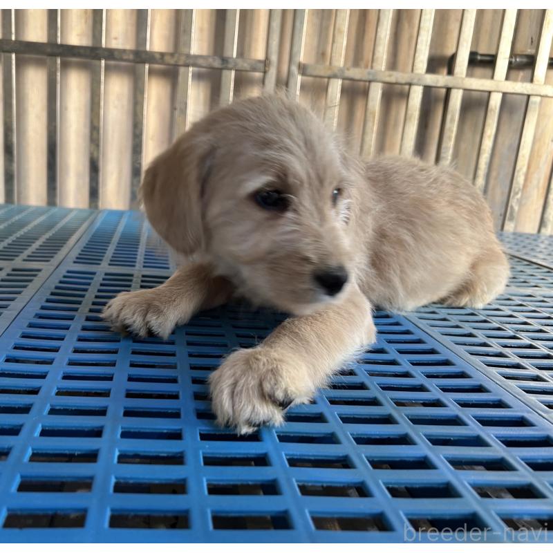 販売中の岐阜県のラブラドゥードル:ラブラドールレトリーバー×プードル-438193の4枚目