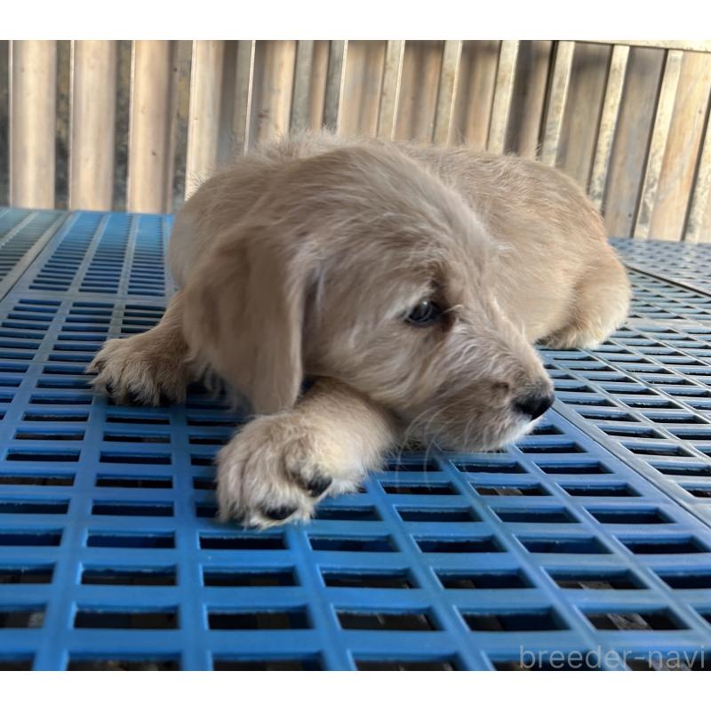 販売中の岐阜県のラブラドゥードル:ラブラドールレトリーバー×プードル-438193の3枚目