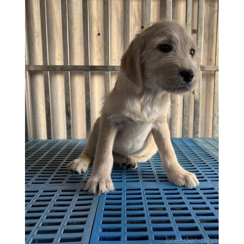 販売中の岐阜県のラブラドゥードル:ラブラドールレトリーバー×プードル-438193の2枚目