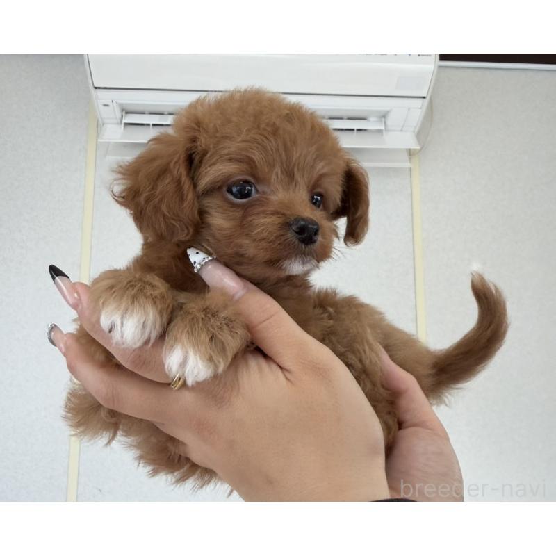 販売中の長崎県のチワプー:チワワ×トイプードル-438195の6枚目