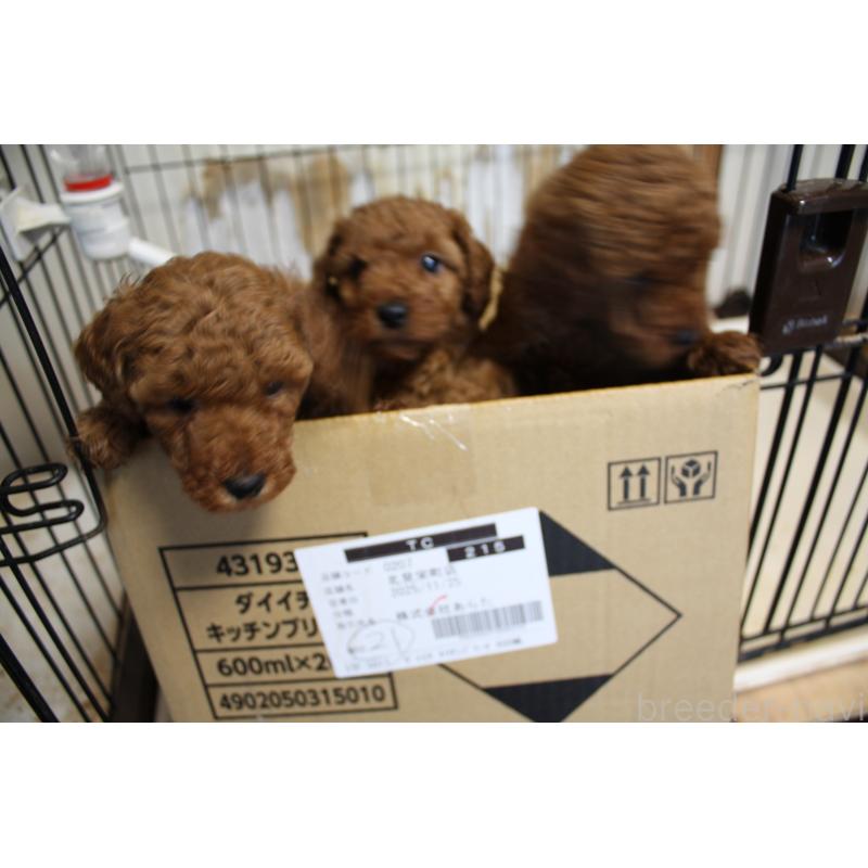 販売中の北海道のタイニープードル-430167の4枚目