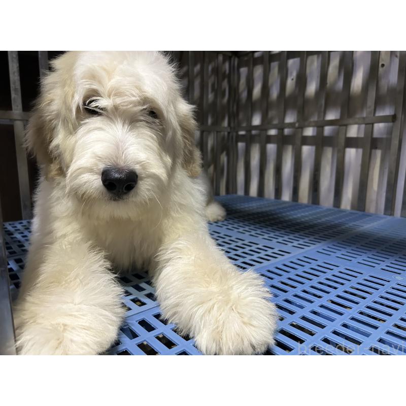 販売中の岐阜県のゴールデンドゥードル:ゴールデンレトリーバー×プードル-423039の9枚目